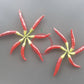 Poinsettia DER TOMATENFLÜSTERER