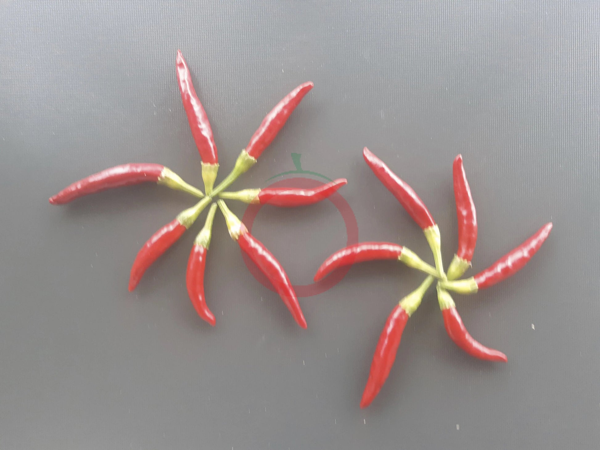 Poinsettia DER TOMATENFLÜSTERER