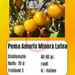 Poma Amoris Minora Lutea DER TOMATENFLÜSTERER