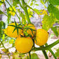 Poma Amoris Minora Lutea DER TOMATENFLÜSTERER
