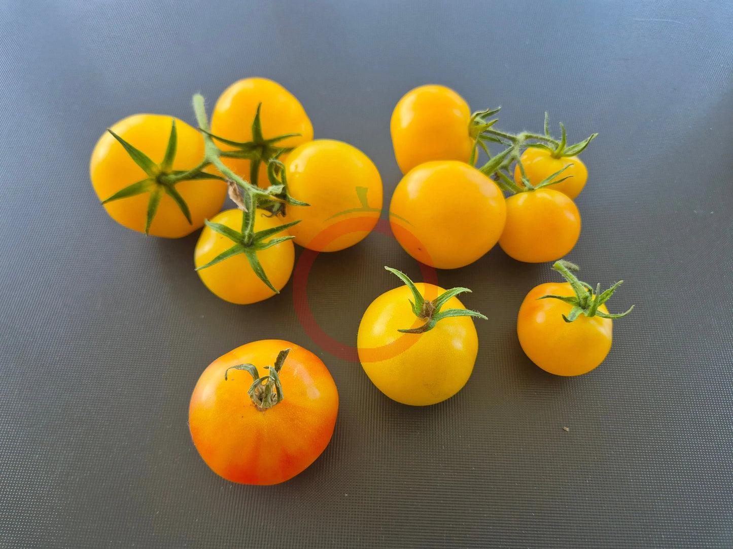 Poma Amoris Minora Lutea DER TOMATENFLÜSTERER