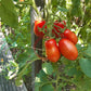 Pomodorini di Sardegna DER TOMATENFLÜSTERER
