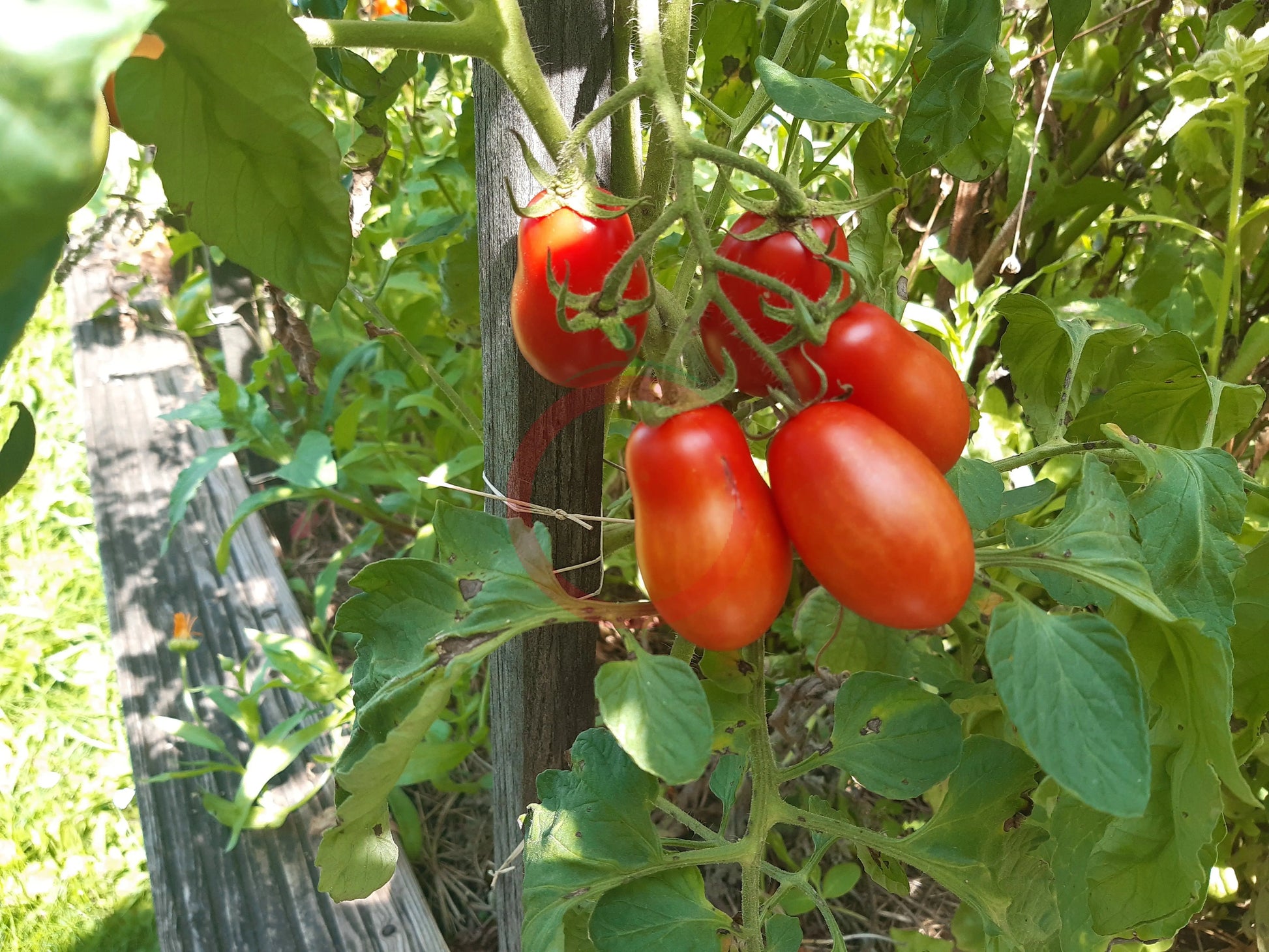 Pomodorini di Sardegna DER TOMATENFLÜSTERER