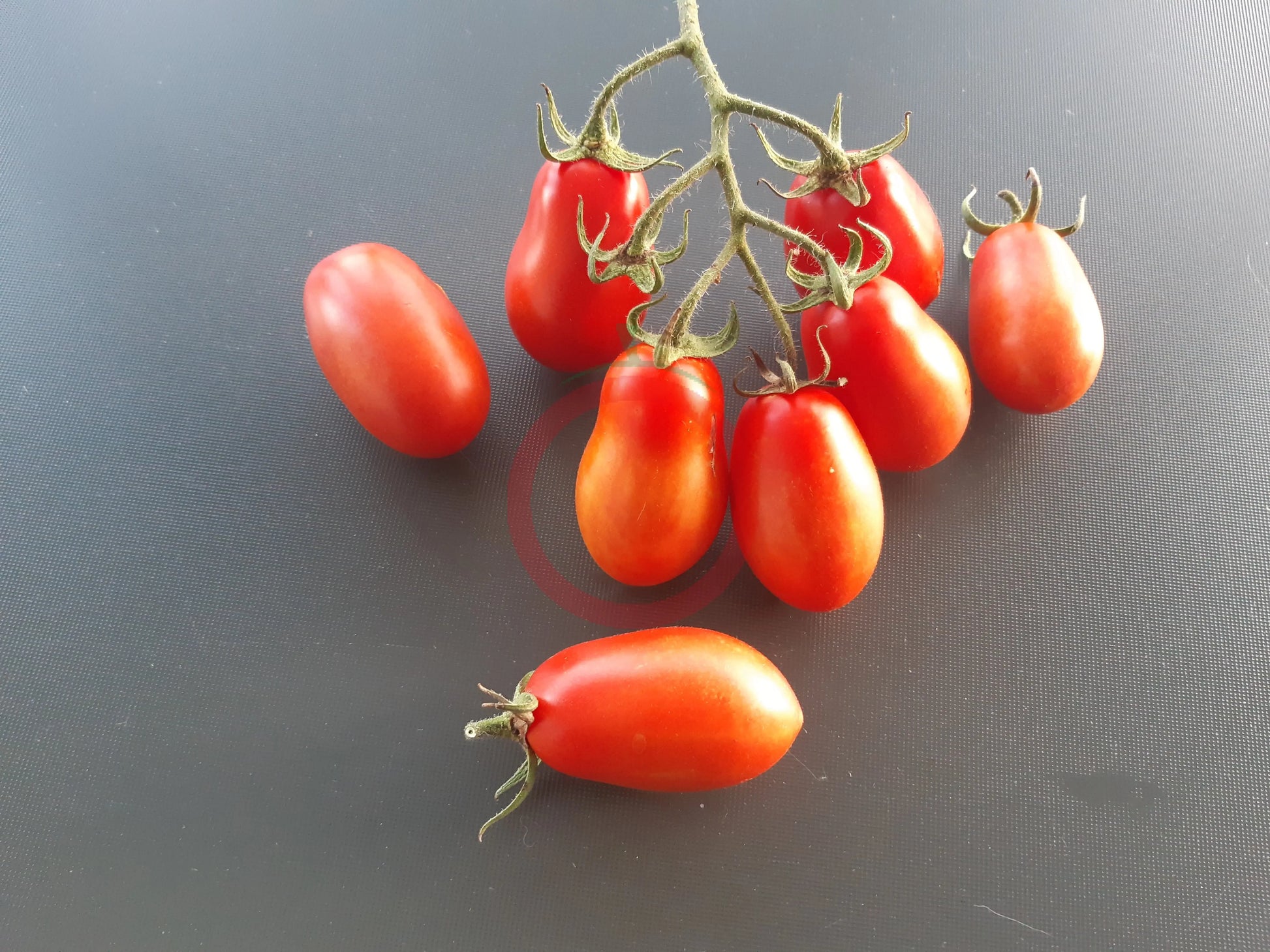 Pomodorini di Sardegna DER TOMATENFLÜSTERER