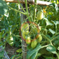 Pomodorini di Sardegna DER TOMATENFLÜSTERER