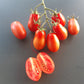 Pomodorini di Sardegna DER TOMATENFLÜSTERER