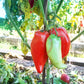 Pomodoro Banana Marino DER TOMATENFLÜSTERER