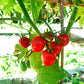Pomodoro Rosso di Maciano DER TOMATENFLÜSTERER