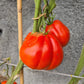 Pomodoro del Nonno di Eupilio DER TOMATENFLÜSTERER