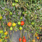 Pomodoro del Nonno di Eupilio DER TOMATENFLÜSTERER