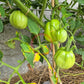 Pomodoro del Nonno di Eupilio DER TOMATENFLÜSTERER