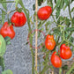 Pomodoro del Nonno di Eupilio DER TOMATENFLÜSTERER
