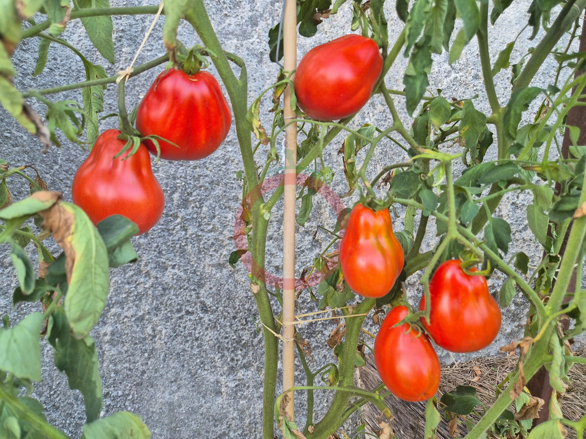 Pomodoro del Nonno di Eupilio DER TOMATENFLÜSTERER