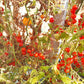 Post Office Spoonful DER TOMATENFLÜSTERER