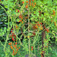Post Office Spoonful DER TOMATENFLÜSTERER