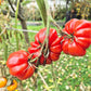 President Garfield DER TOMATENFLÜSTERER