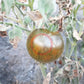 Pride of Flanders Woolly DER TOMATENFLÜSTERER