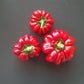 Pritamin DER TOMATENFLÜSTERER