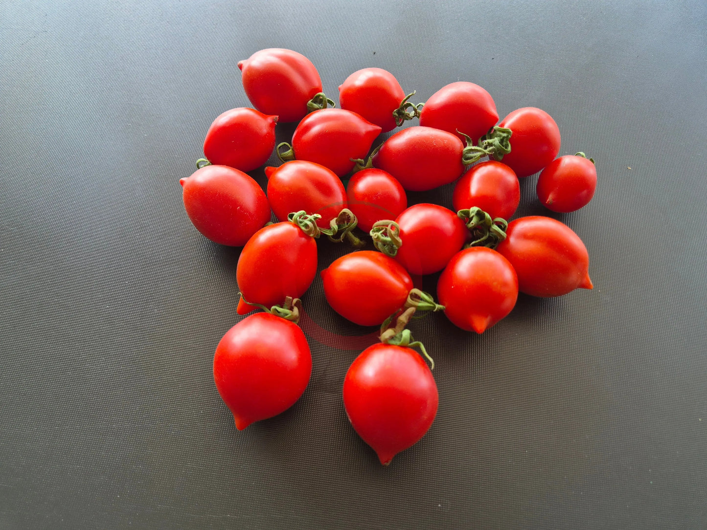 Professor Klapprotts Spitze DER TOMATENFLÜSTERER