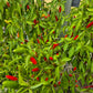 Puta de la Madre DER TOMATENFLÜSTERER