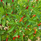 Puta de la Madre DER TOMATENFLÜSTERER