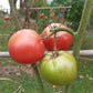 Qianglimishou DER TOMATENFLÜSTERER