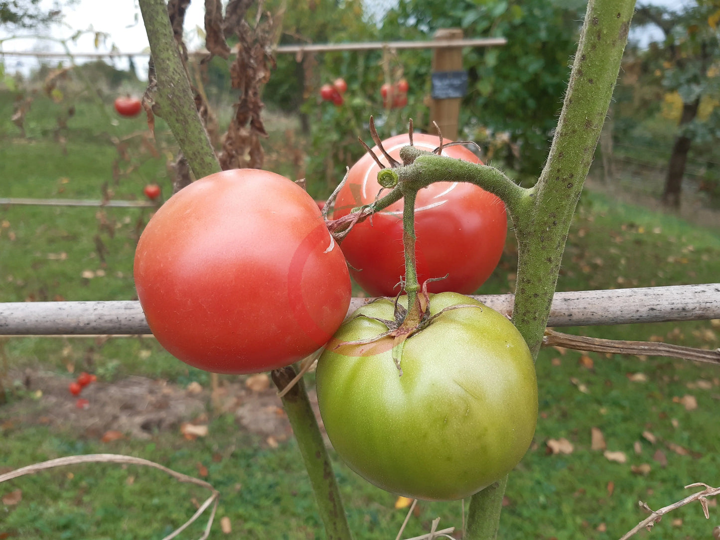 Qianglimishou DER TOMATENFLÜSTERER