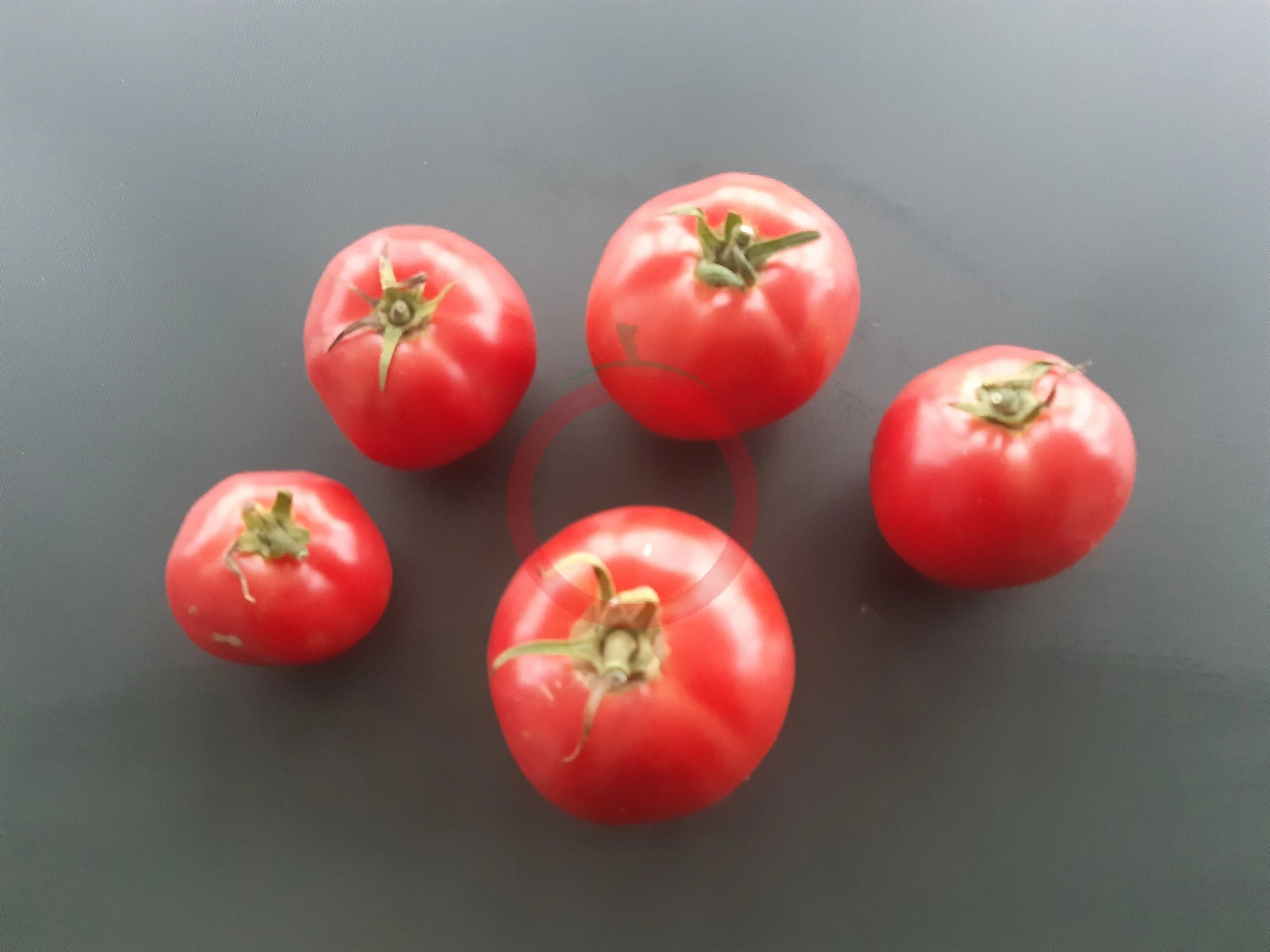 Qianglimishou DER TOMATENFLÜSTERER