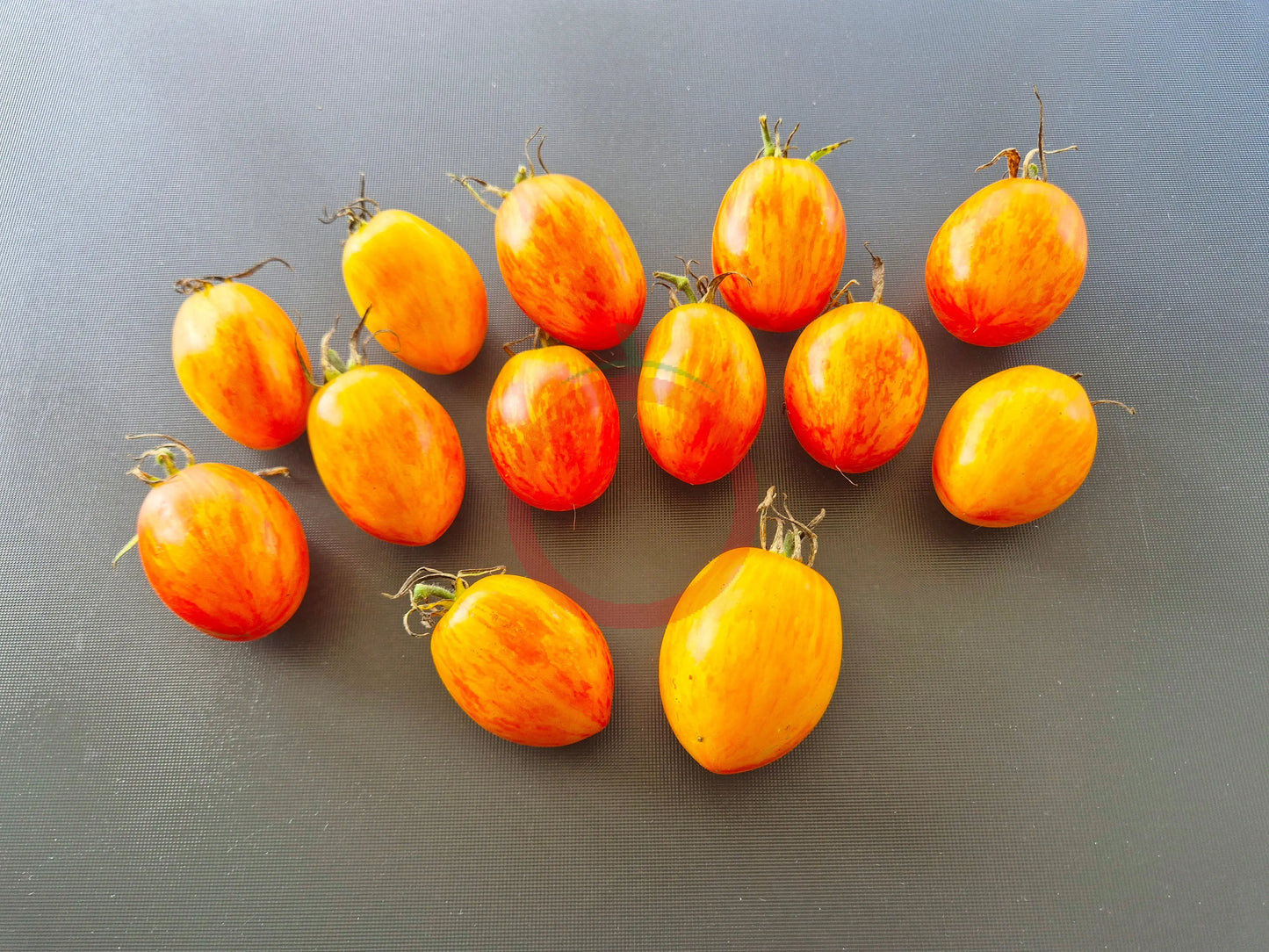 Quagga Quagga DER TOMATENFLÜSTERER