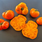 Queen Marbena DER TOMATENFLÜSTERER