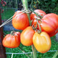 Raduga Vkusa DER TOMATENFLÜSTERER