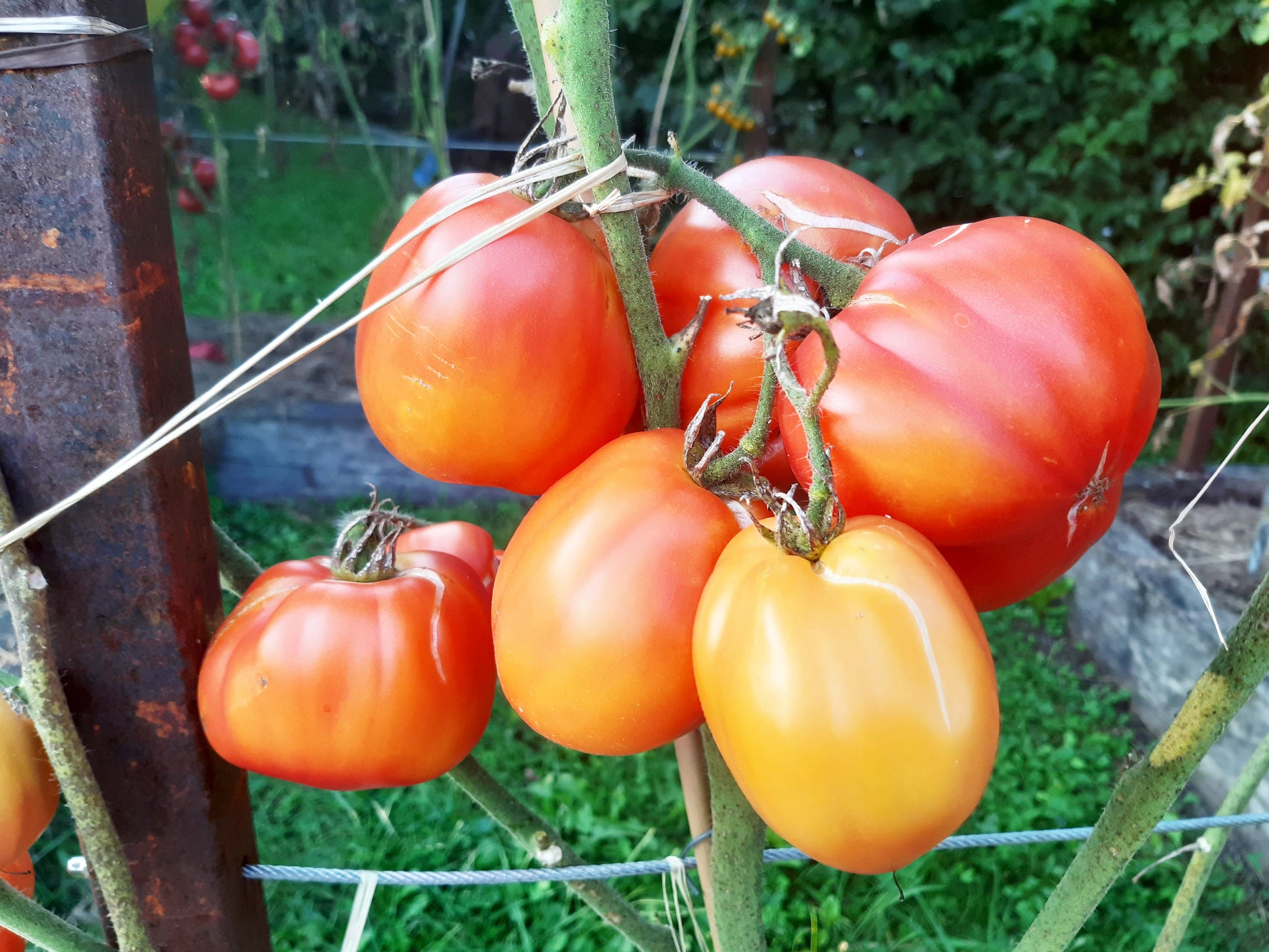 Raduga Vkusa DER TOMATENFLÜSTERER