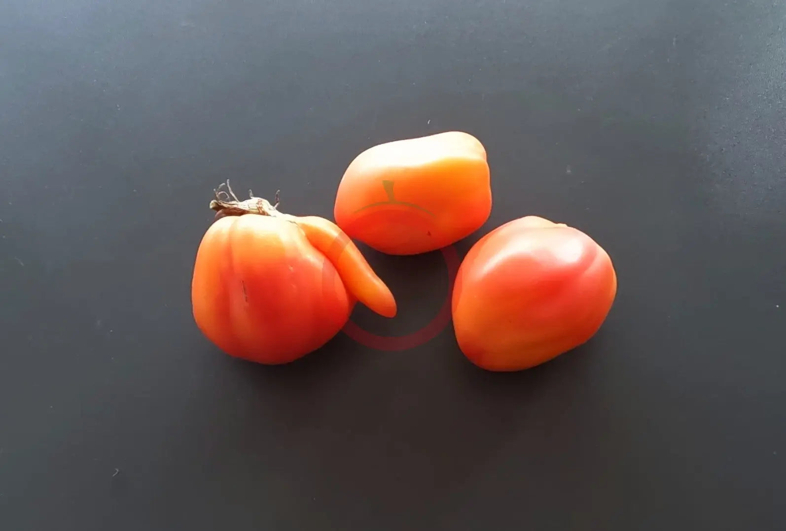 Raduga Vkusa DER TOMATENFLÜSTERER