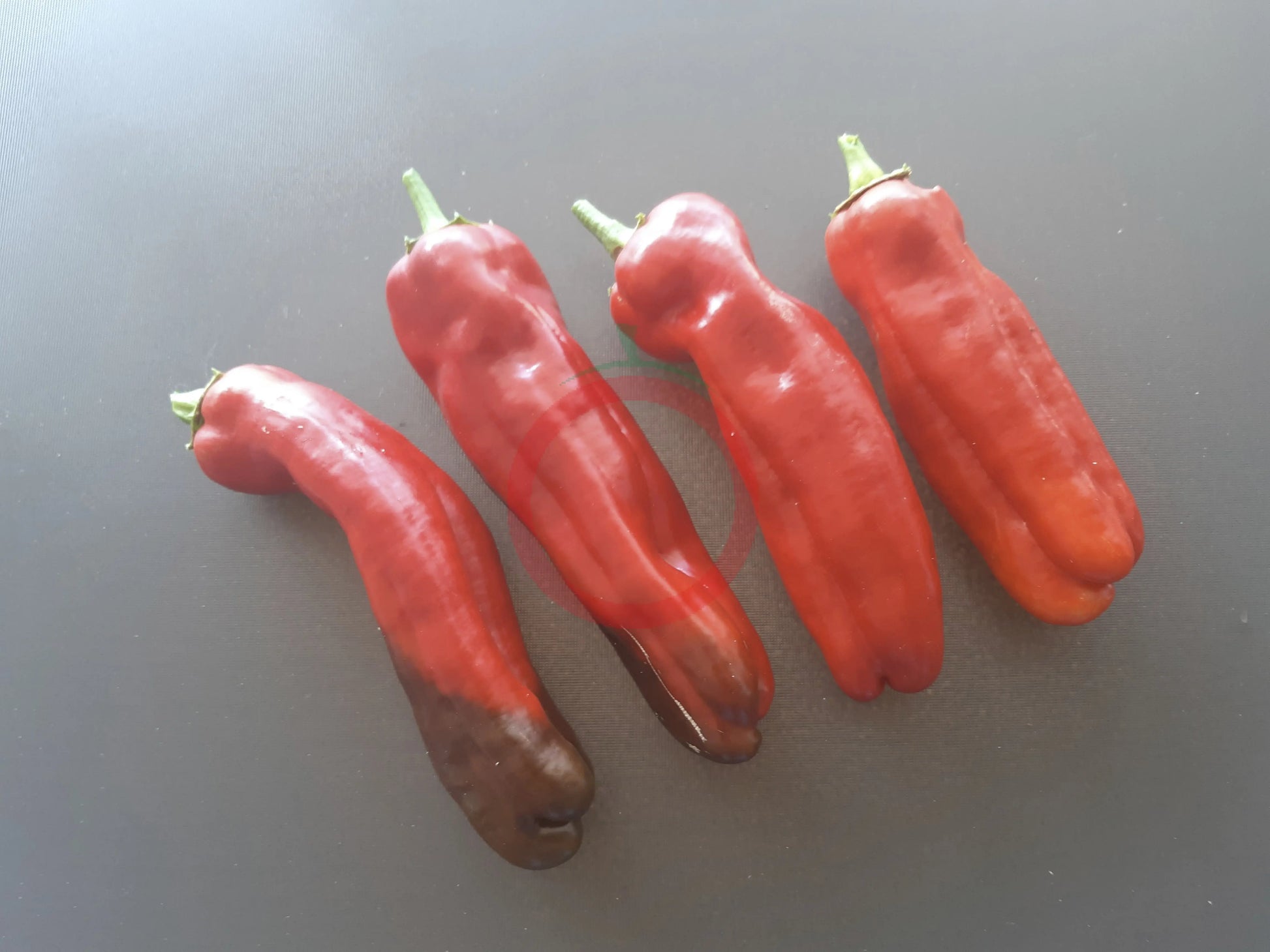 Ramiro DER TOMATENFLÜSTERER