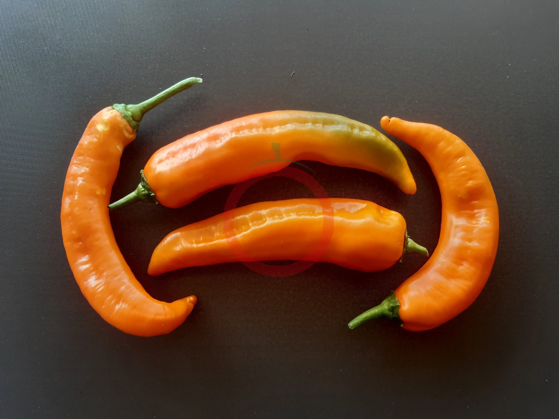 Ramiro Orange DER TOMATENFLÜSTERER