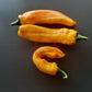 Ramiro Yellow DER TOMATENFLÜSTERER