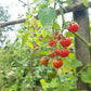 Ramito Bombalino de Dulce DER TOMATENFLÜSTERER