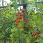 Ramito Bombalino de Dulce DER TOMATENFLÜSTERER