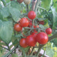 Rancho Solito DER TOMATENFLÜSTERER