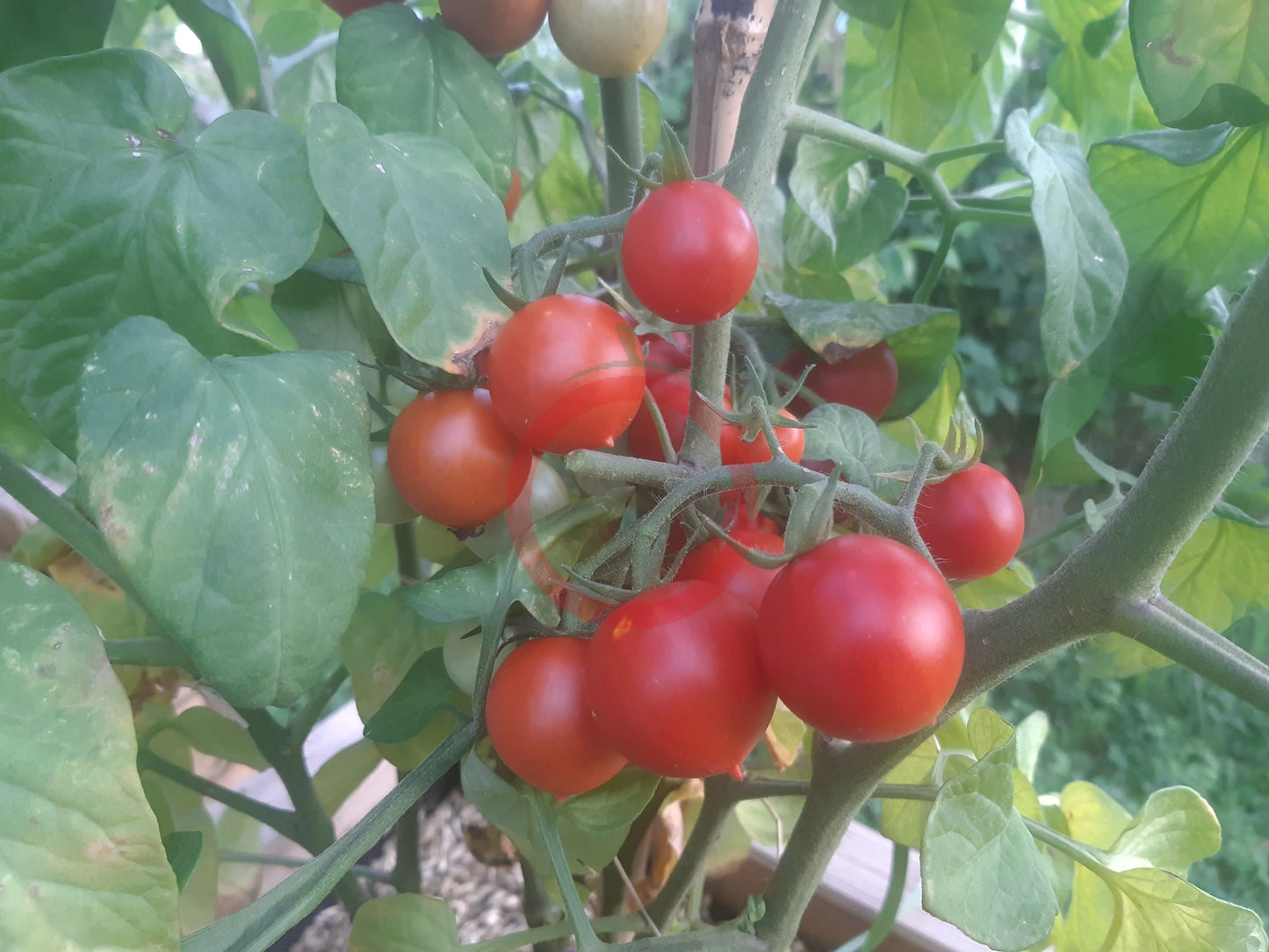 Rancho Solito DER TOMATENFLÜSTERER