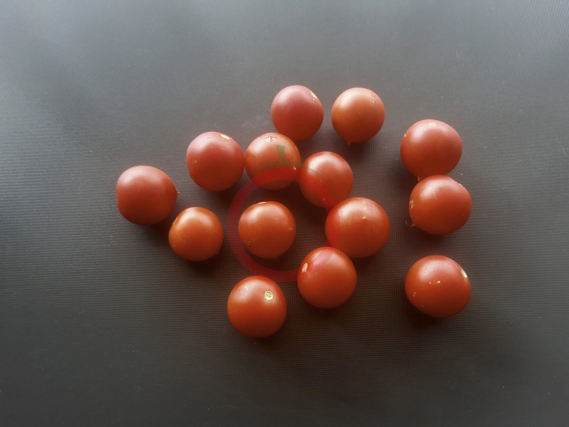 Rancho Solito DER TOMATENFLÜSTERER