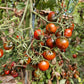 Rebel Alliance DER TOMATENFLÜSTERER
