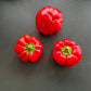 Red Cheese Pepper DER TOMATENFLÜSTERER