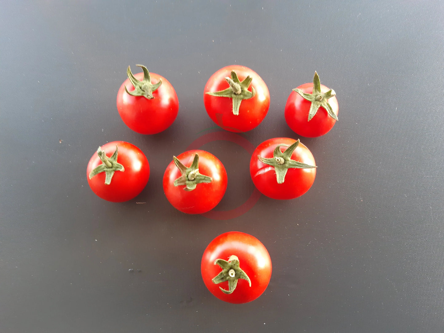 Regina di Torrecanne DER TOMATENFLÜSTERER