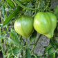 Reinhard´s Green Heart DER TOMATENFLÜSTERER