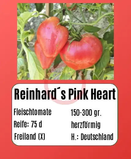 Reinhard´s Pink Heart DER TOMATENFLÜSTERER