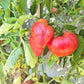Reinhard´s Pink Heart DER TOMATENFLÜSTERER