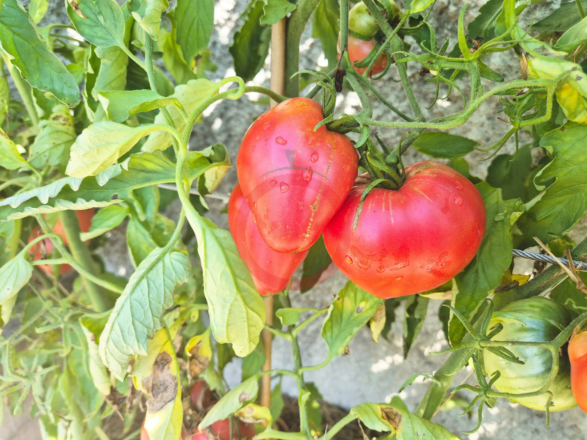 Reinhard´s Pink Heart DER TOMATENFLÜSTERER