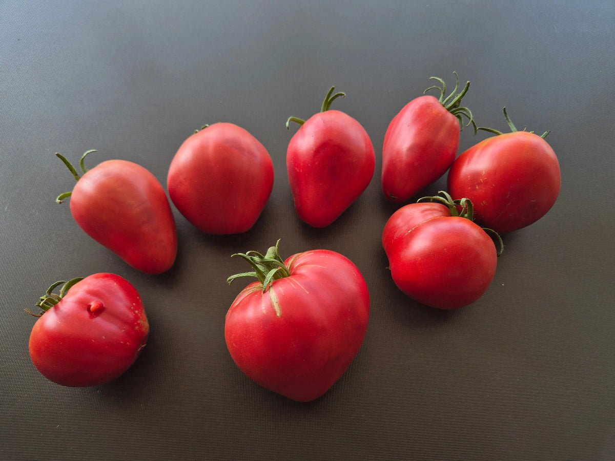 Reinhard´s Pink Heart DER TOMATENFLÜSTERER