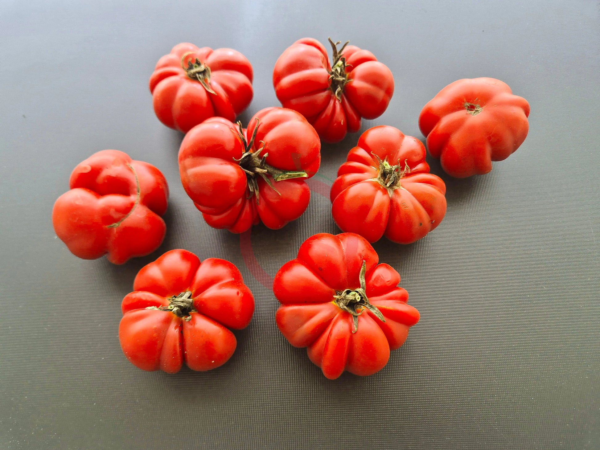 Riccio di Parma DER TOMATENFLÜSTERER